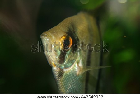 Angel Fish Portrait