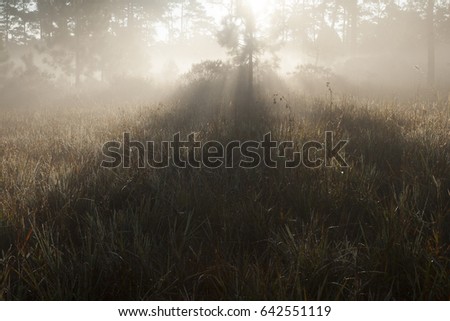 warming sunshine amidst pine forest ,Phukradung national park ,Thailand 
