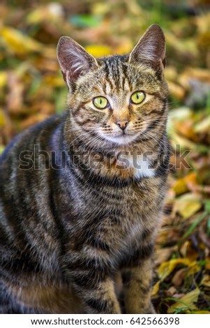 Portrait of brown tabby cat surrounded by autumn background. 