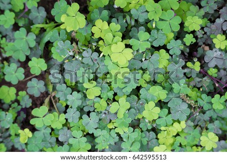 Green leaf, background image
