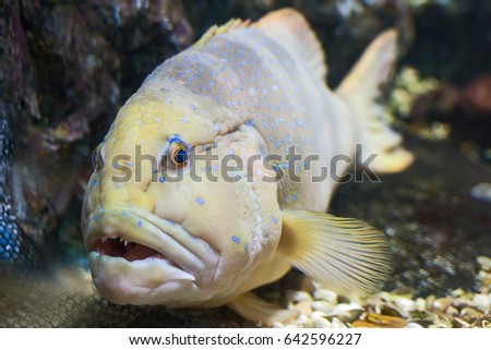 blue spotted grouper , pet fish in tank.