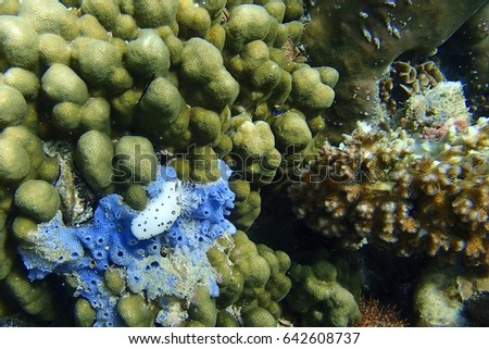 Polka-dot nudibranch live on blue sea sponge on the hump coral at the coral reef under the sea. Underwater picture