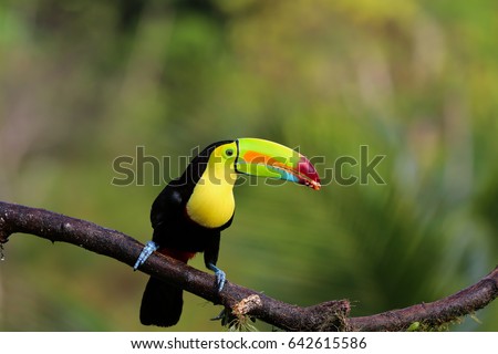 Keel-billed toucan in the rainforest sitting on a branch