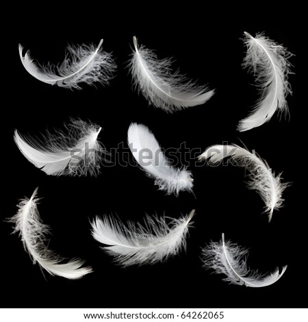 Set of white feathers Royalty-Free Stock Photo #64262065
