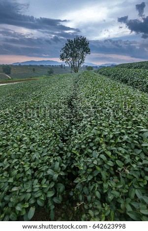Green tea plantation in Chiang Rai, Thailand