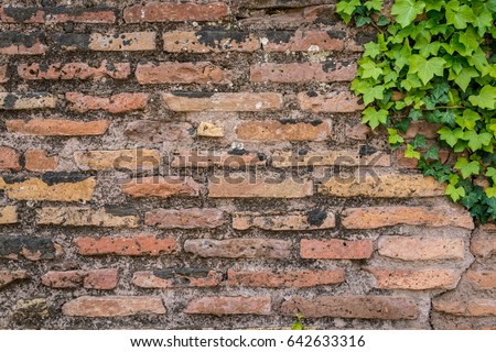 Old rusty brick wall texture with cute green ivy leaves as background.