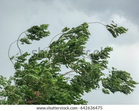 tree during heavy wind Royalty-Free Stock Photo #642636475