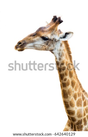 Upper part of giraffe with isolated background