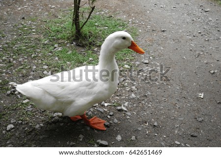 Duck all around 1