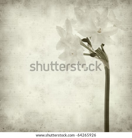 textured old paper background with Narcissus papyraceus; Paperwhite