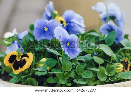 violets and pansies grow in the flower bed texture background