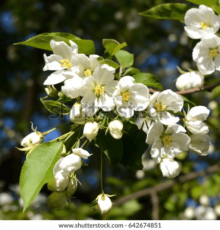 Flowers of pear tree in sunny spring day.