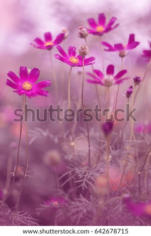 Cosmos flower in open space with a gentle background. Selective soft focus