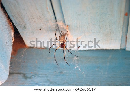 Spider under the roof in Madagascar - 2