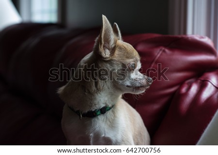 Chihuahua dog posing