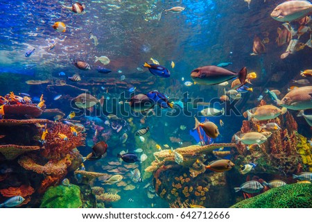 Shoal group of many red yellow tropical fishes in blue water with coral reef, colorful underwater world, copyspace for text, background wallpaper Royalty-Free Stock Photo #642712666