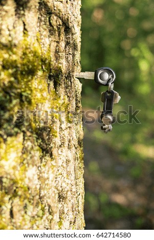Magnetic key on a bunch with usual keys sticks out from a tree trunk
