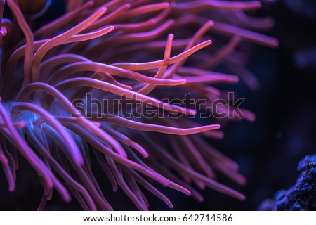 Macro shoot of anemone tentacles in pink color Royalty-Free Stock Photo #642714586
