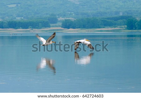 Birds flying searching for food. The pictures were taken in a lake in Northern Greece.