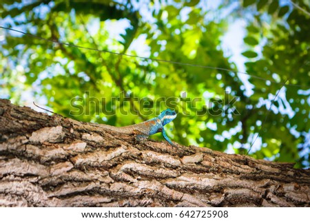 Blue-crested Lizard climbing the tree, Indo-Chinese Forest Lizard.