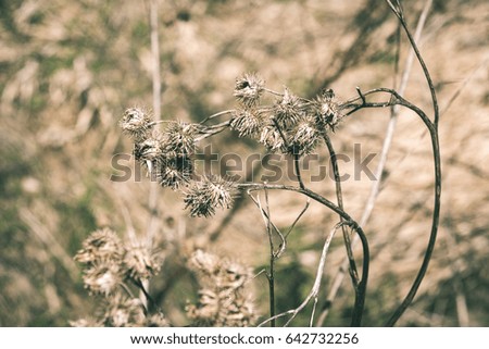 sunny meadow with flowers and green grass in spring at countryside - vintage matte look