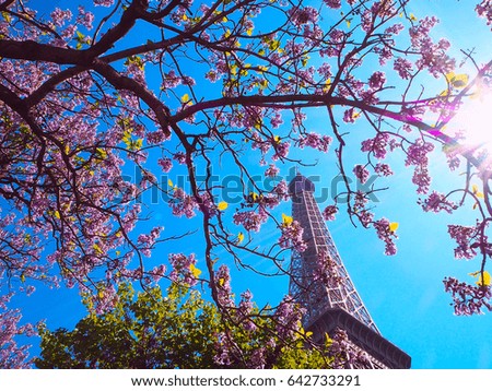 Paris, Eiffel tower on a background of pink flowers, magnolias, green trees. Spring in Paris