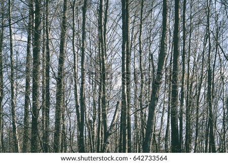Trees in the forest - the crown of leaves against the sky in spring - vintage matte look