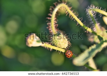 Closeup of ladybird on poppy