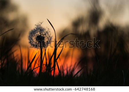 Dandelion flower on its end of life taken during sunset in the background. The typical spring flower which colors all fields to yellow.