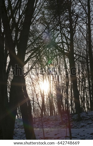   trees in the winter season after a snowfall. sunny day. The sun shines in the frame, the rays are seen through the branches of the tree