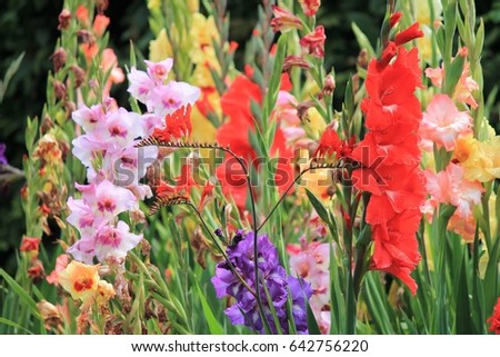 gladiolus gladioli flower many flowers growing spring summer sword lily group stock photo photograph picture image Royalty-Free Stock Photo #642756220