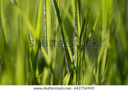 closeup of grass