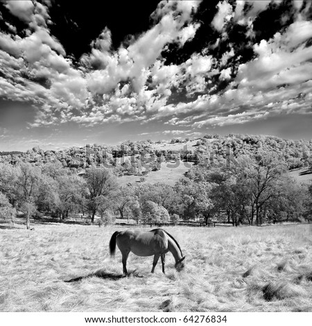 A single horse eating in the wilderness. This is a black and white infrared photograph.