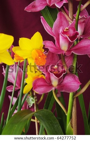 Narcissus & orhid