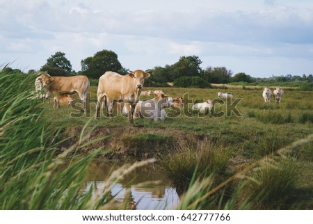 Cows in a field, queyrac, medoc gironde france