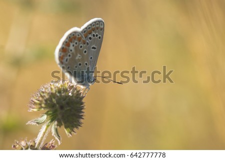 Azure butterfly on top of thistle flower, macro photograph