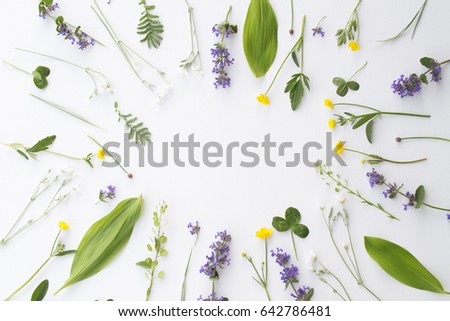 Flat lay of plants and flowers on white background. Creative composition, frame made of various plants. Royalty-Free Stock Photo #642786481