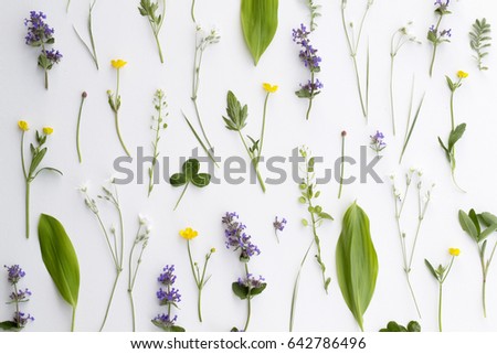 Flat lay of plants and flowers on white background. Royalty-Free Stock Photo #642786496