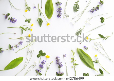 Flat lay of plants and flowers on white background. Creative composition, frame made of various plants. Royalty-Free Stock Photo #642786499