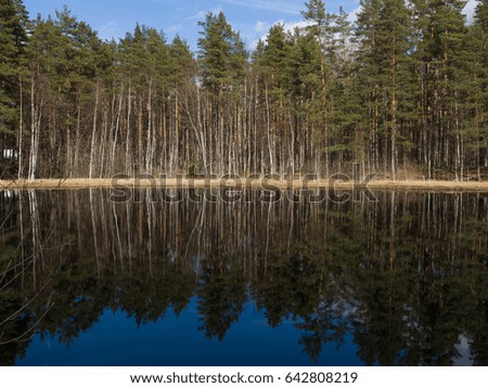 Coniferous and birch forest on the shore of the lake. Trees are reflected in the water. Screensaver for your desktop.