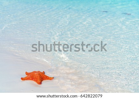 Tropical white sand with red starfish in clear water
