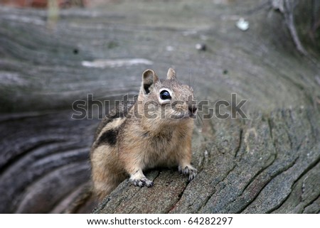 chipmunk on a piece of wood