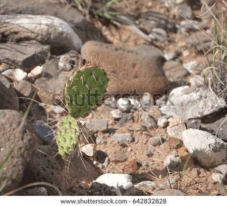 Lonely prickly green cactus seen among rocks in the rural New Mexico desert