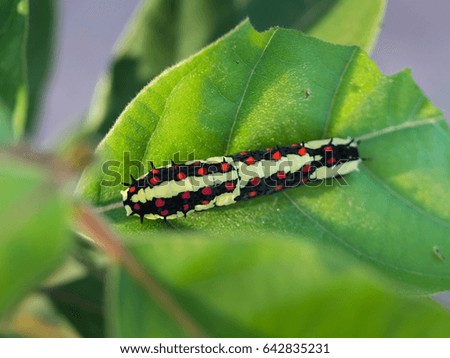 Black and Red Spots Caterpillar Walking on a Leaf