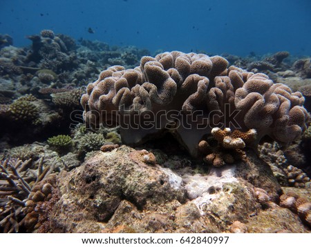 Toadstool coral (Sarcophyton sp.) that found in Layang-Layang Island, Malaysia with depth of 6 metres. The picture taken on 20 April 2017 and the island famous with hammerhead shark during that time.