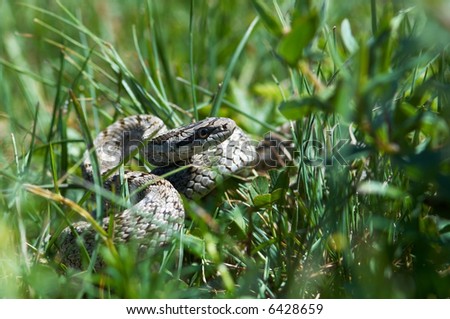 Snake hunts in grass