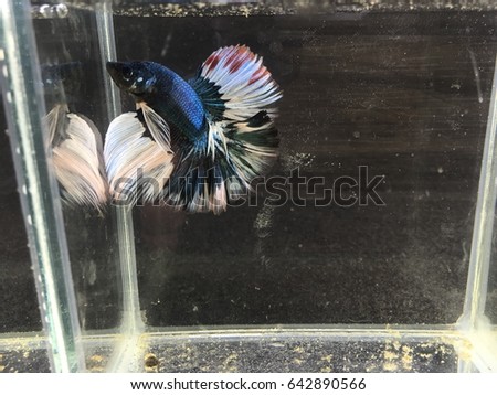 Fighter Fish in the Bottle with Water