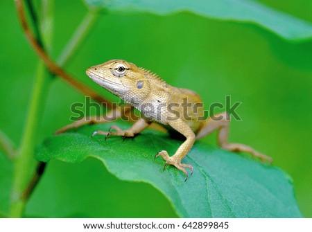 Lizard, Iguana
