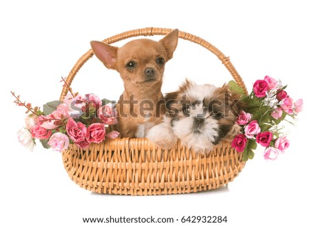 shih tzu and chihuahua puppies in front of white background