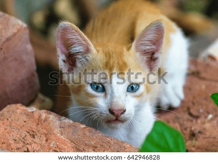 Closeup view of a kitten